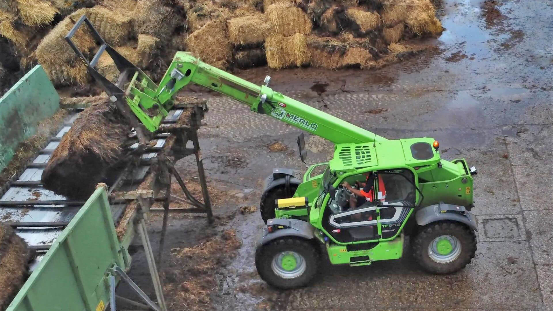 Merlo finisce nella colla per topi: cos'è e come funziona